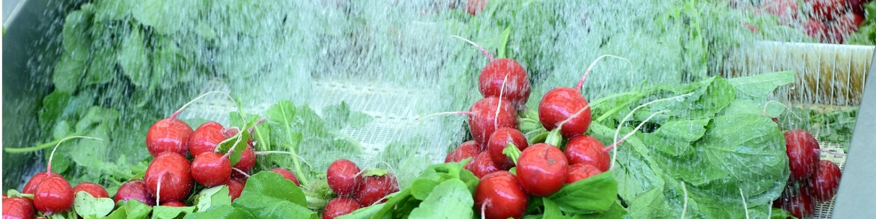 Fresh Cut Fruit & Vegetable Cleaning Kersia UK & Ireland