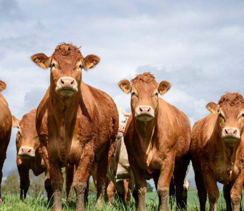 Cows in Field