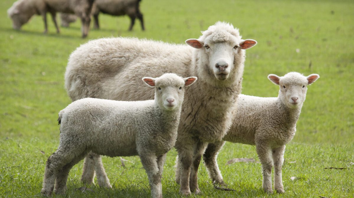 Sheep in field