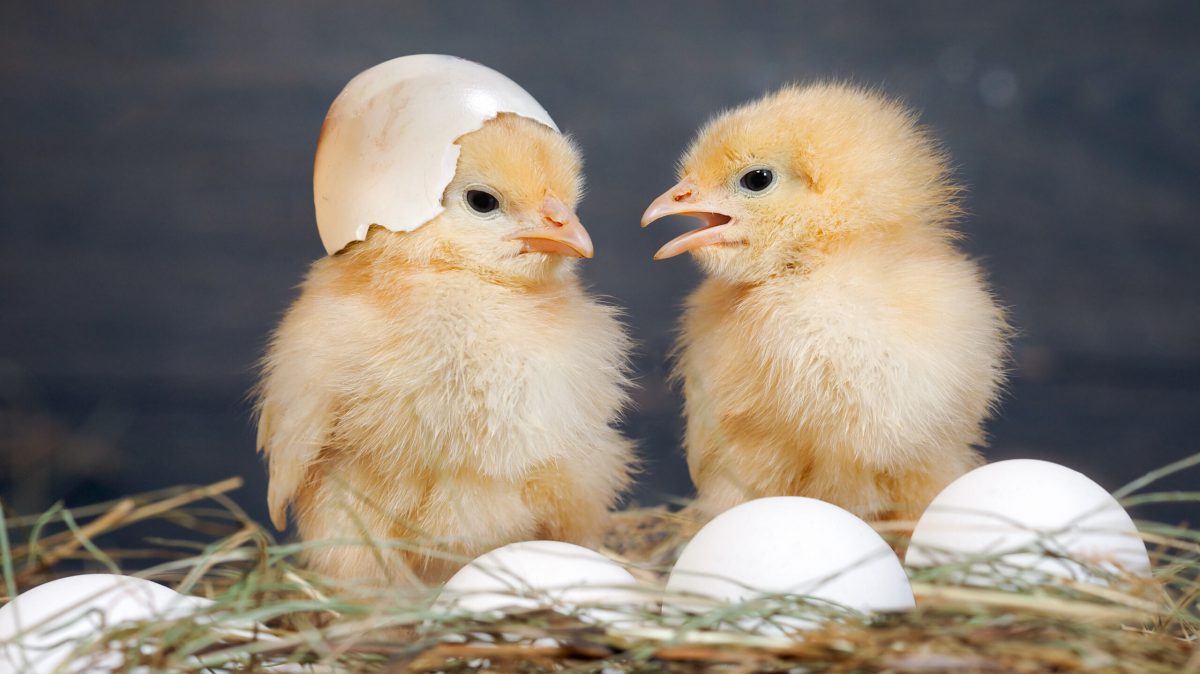 newborn Chicks