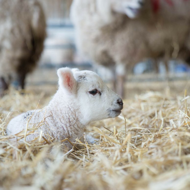 Lamb with Ewes