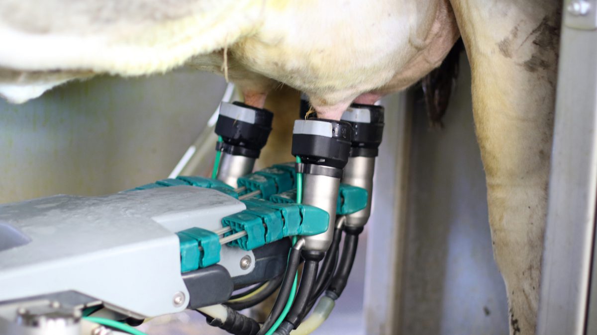 Automated Milking System