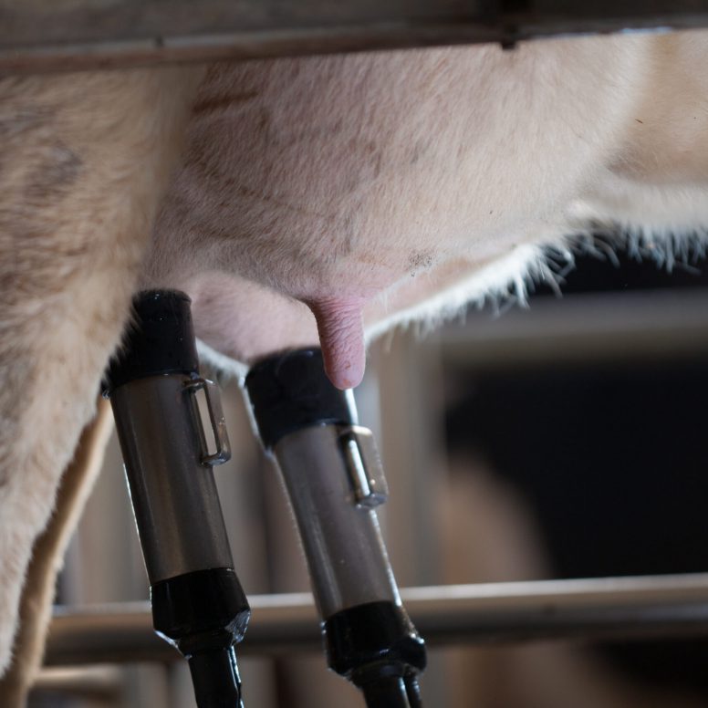 Milking Robot
