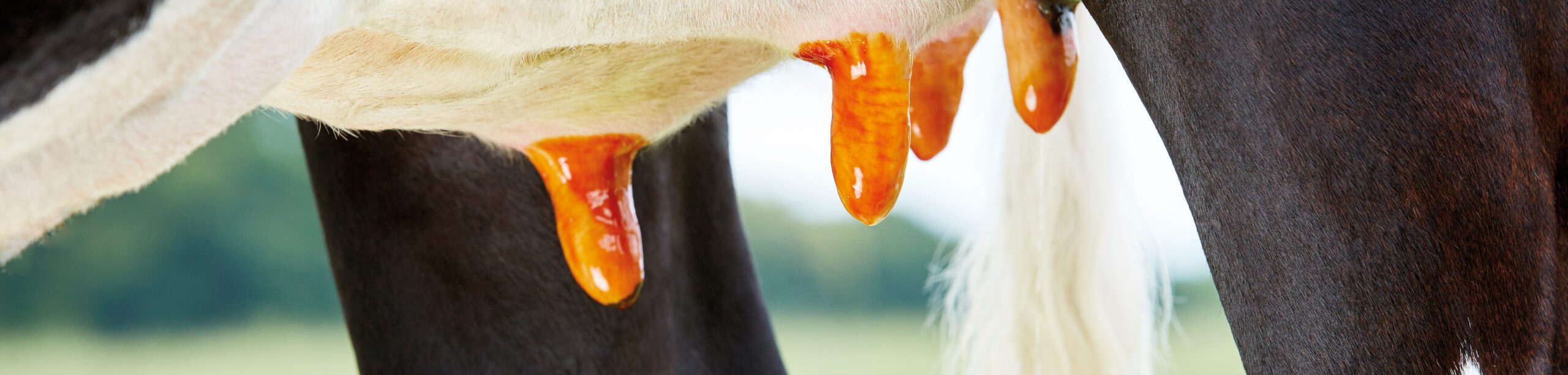 Post Milking Products Kersia Farm Hygiene