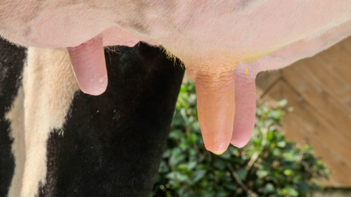 Pre and post milking Hygiene
