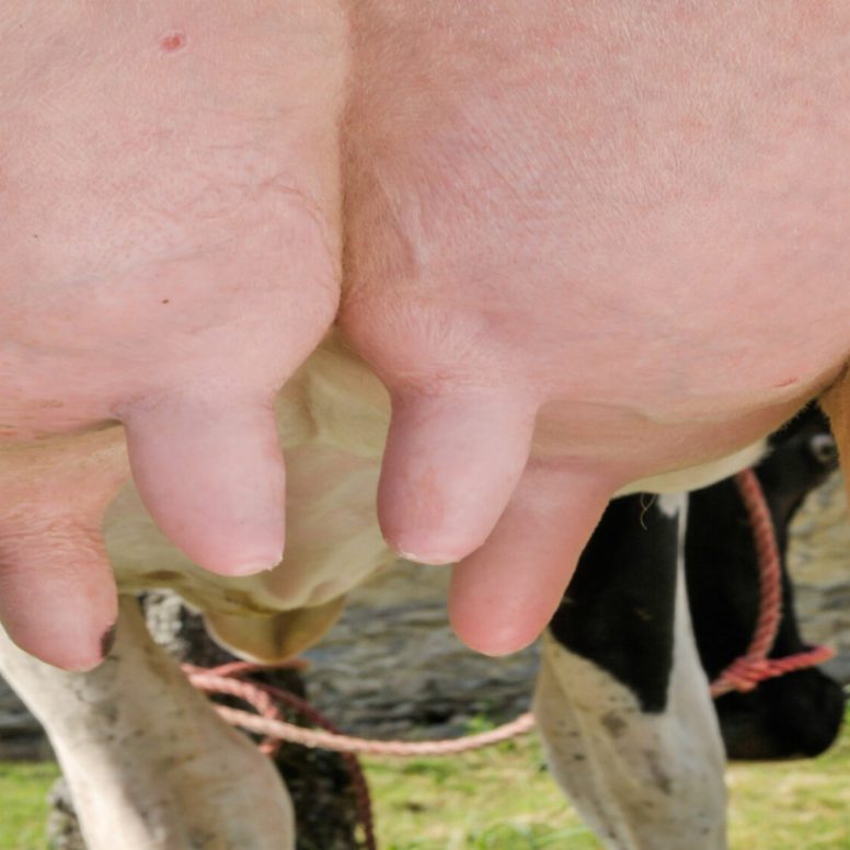 Pre Milking hygiene
