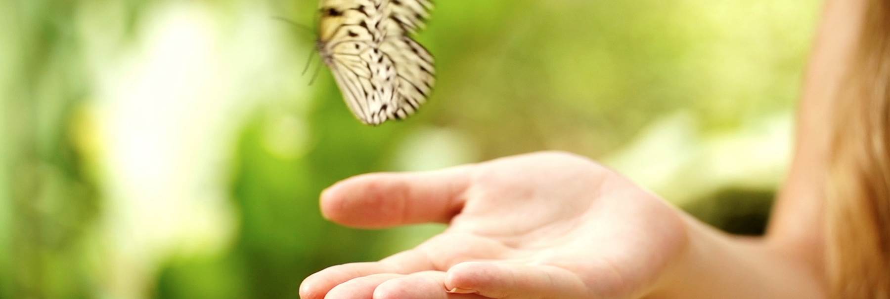 Butterfly in the hand