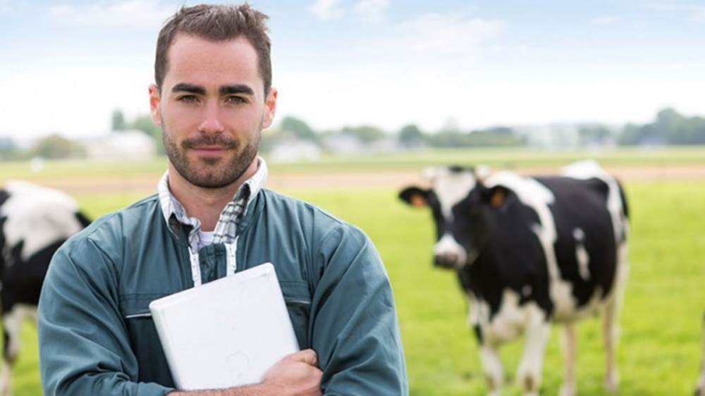 Man in Field With Cows
