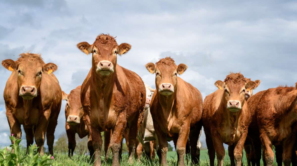 Beef Cattle in Field