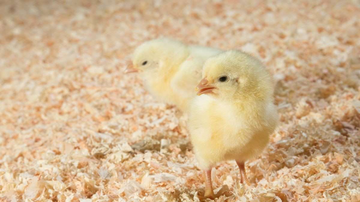 bedding hygiene for poultry