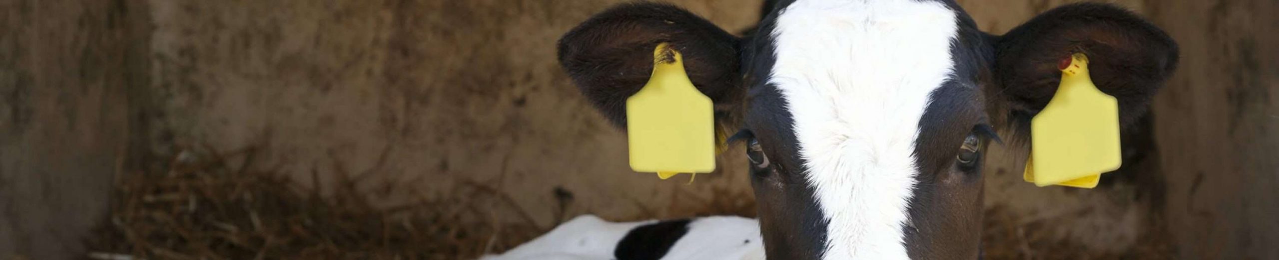 Dairy Animal Health?v2801190