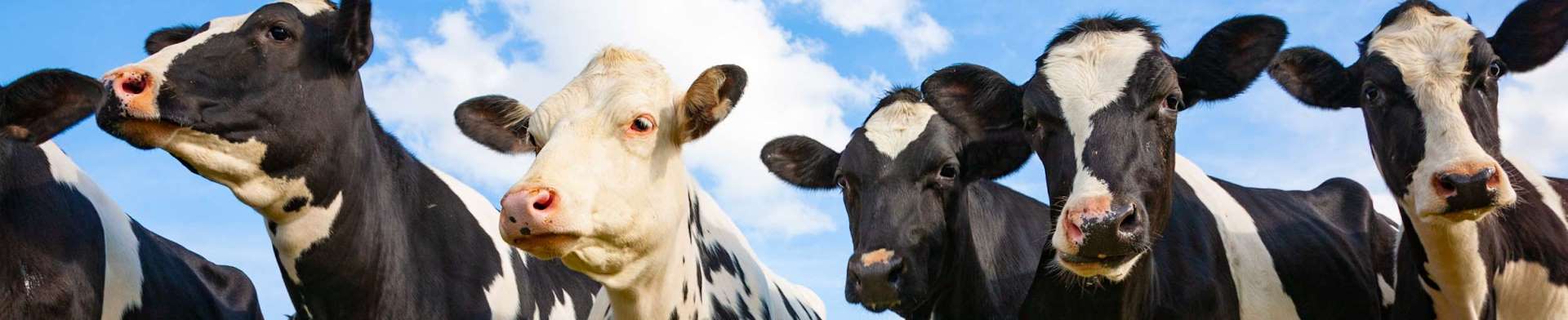 Dairy Hygiene Products?v8929110