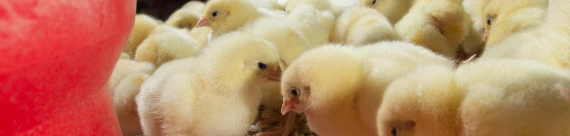 feed bins and food storage hygiene?v1691665