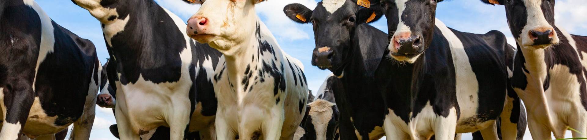 Heifers in a Field?v4294674