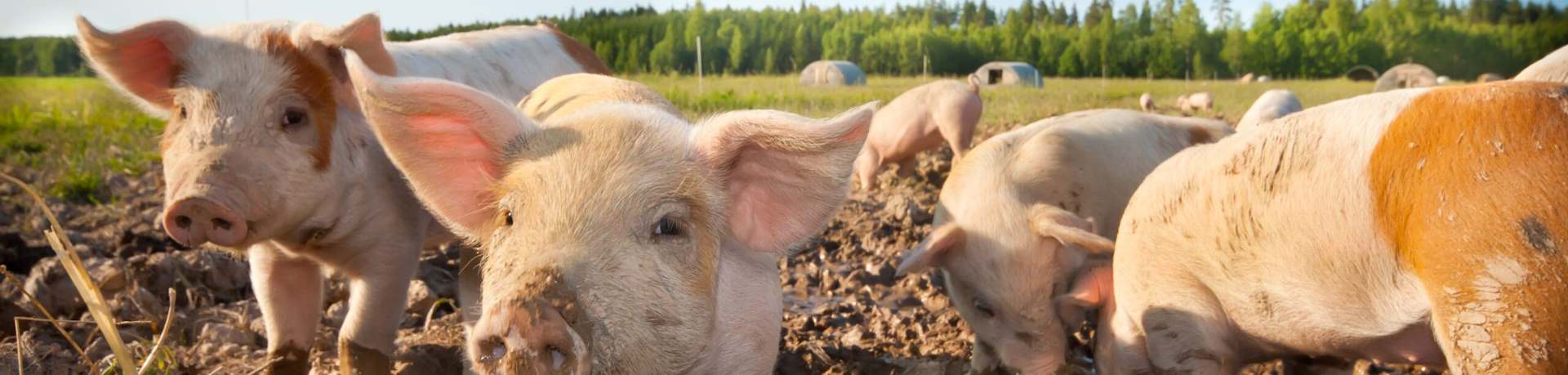 Young Pigs on a farm?v7080932