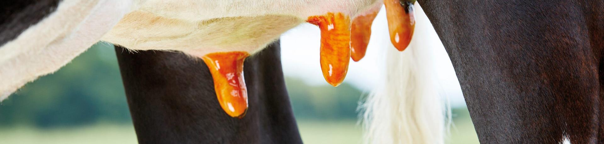 Post Milking Hygiene Products?v2162407