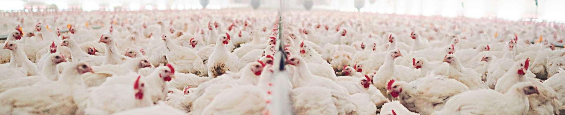 poultry farm hygiene?v5636112