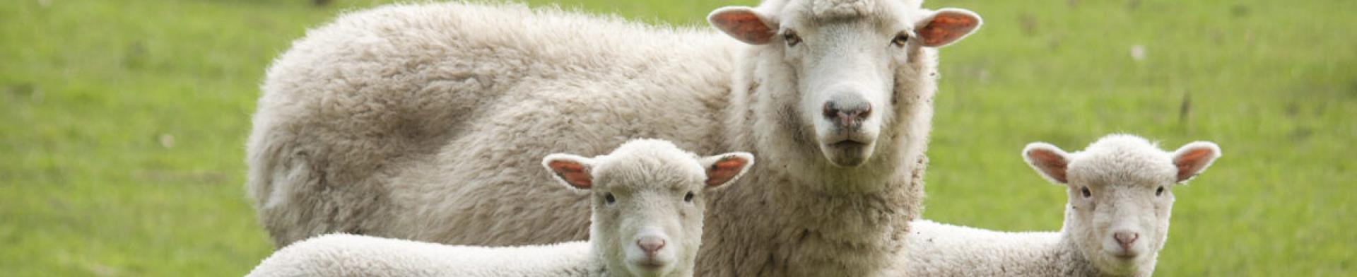 Ewe and Lambs in Field?v6411534