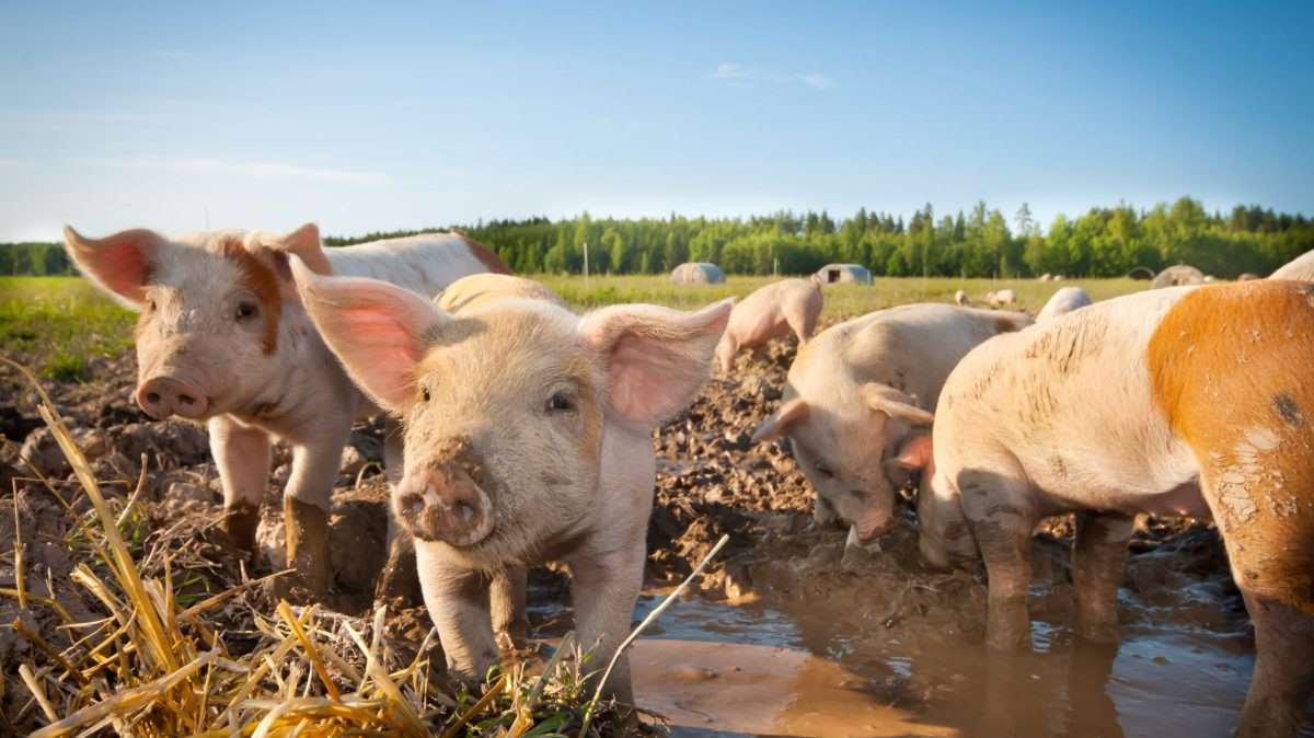Pig Farm Hygiene