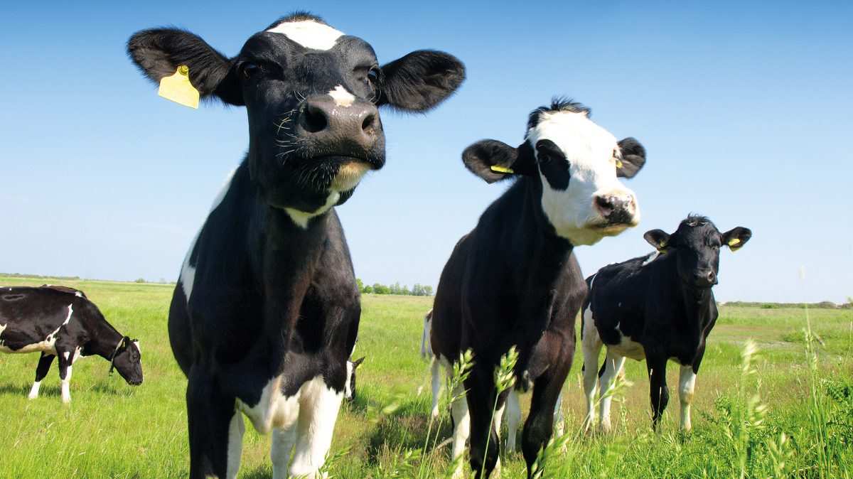 Calves in a Field