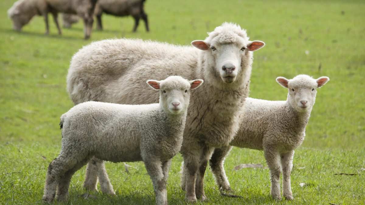 Sheep in a field