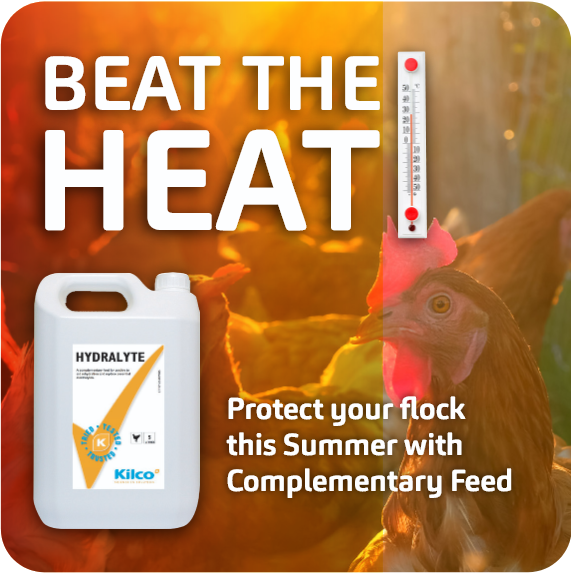 beat the heat hydrate intro