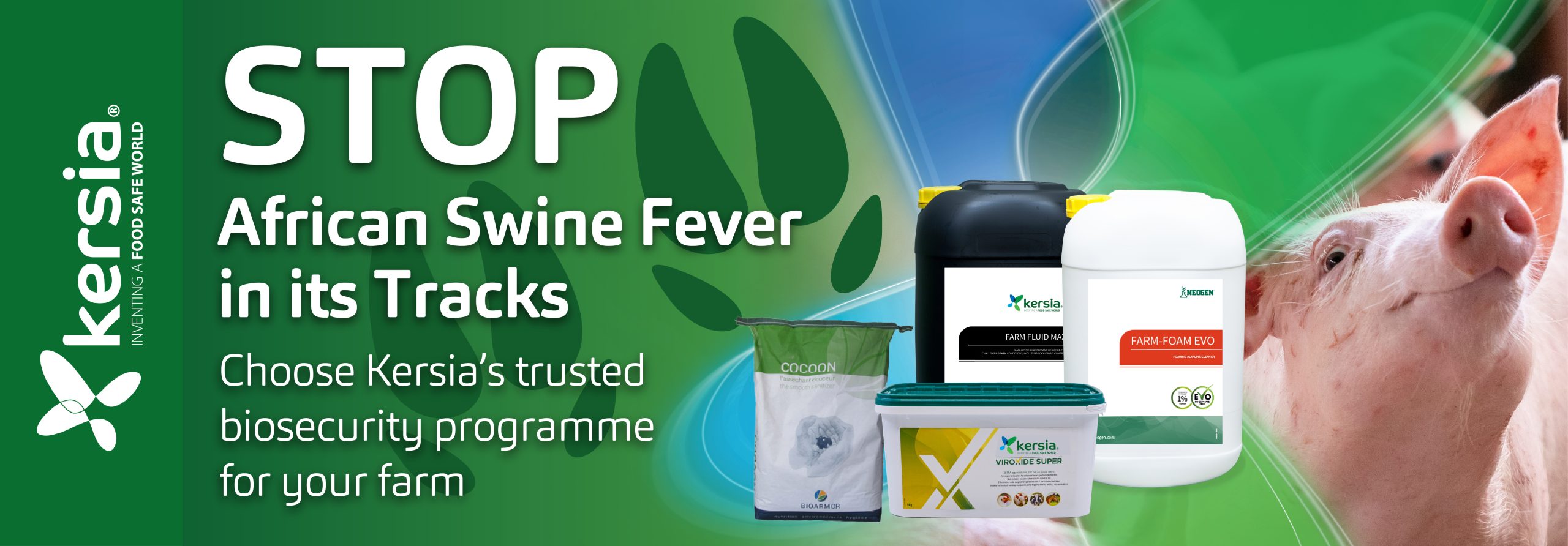 African swine fever